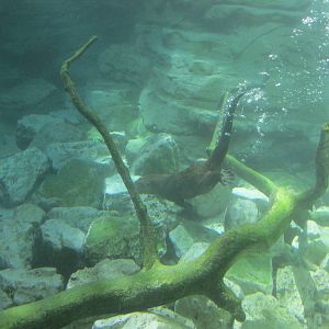 Minnesota Trail River Otter