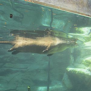 Minnesota Trail River Otter