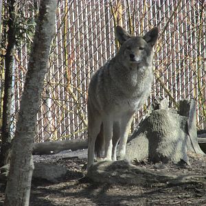 Minnesota Trail Coyote