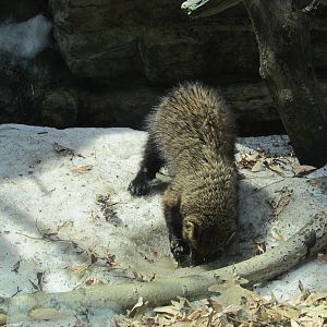 Minnesota Trail Fisher