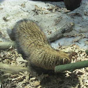 Minnesota Trail Fisher