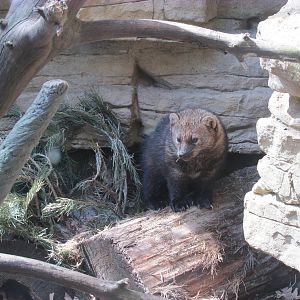Minnesota Trail Fisher