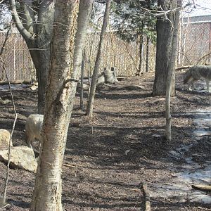 Minnesota Trail Coyote Exhibit