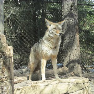 Minnesota Trail Coyote