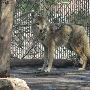 Minnesota Trail Coyote
