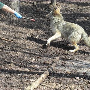 Minnesota Trail Coyote Feeding