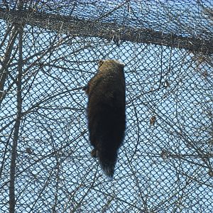 Minnesota Trail Fisher