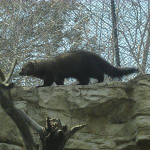 Minnesota Trail Fisher