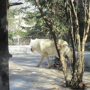 Minnesota Trail Wolf