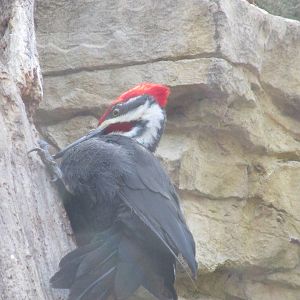 Minnesota Trail Woodpecker