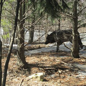 Minnesota Trail Wolf