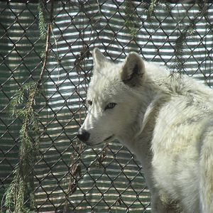 Minnesota Trail Wolf