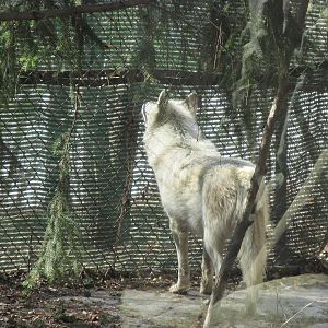 Minnesota Trail Wolf