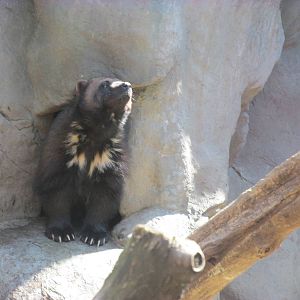 Minnesota Trail Wolverine