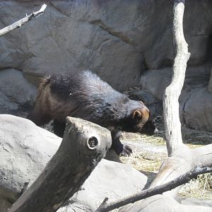 Minnesota Trail Wolverine