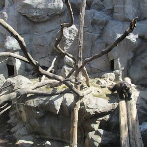 Minnesota Trail Wolverine Exhibit