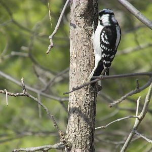 Minnesota Trail Bird Feeder