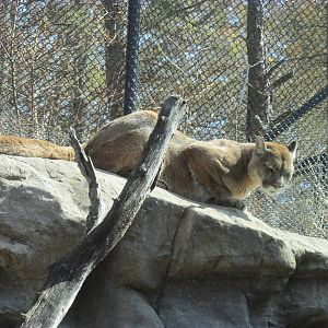Minnesota Trail Cougar