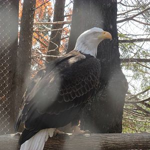 Minnesota Trail American Eagle