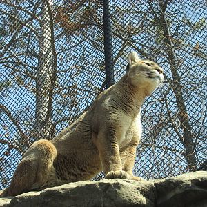 Minnesota Trail Cougar