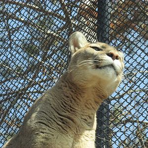 Minnesota Trail Cougar