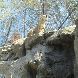 Minnesota Trail Cougar