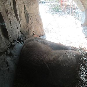 Minnesota Trail Black Bear Den