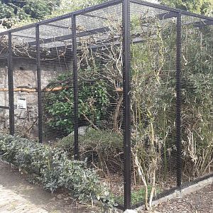 enclosure cotton-topped tamarins