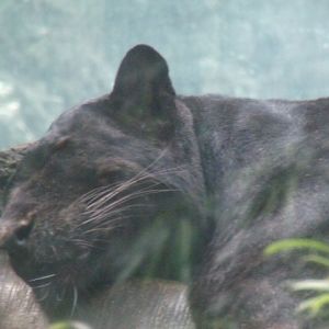 Black Leopard