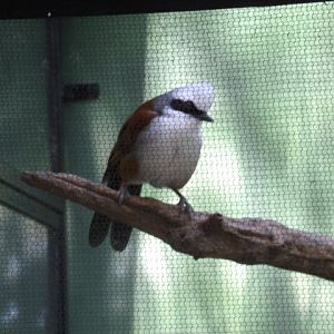 White-Crested Laughingthrush