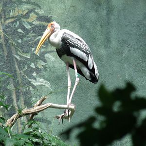 Painted Stork