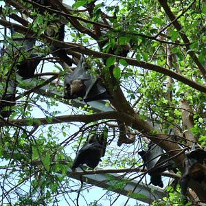 Rodrigues Flying Fox Colony