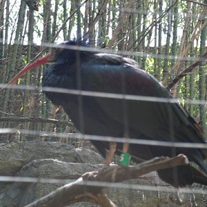 Northern Bald Ibis