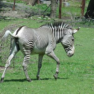 Grévy's Zebra
