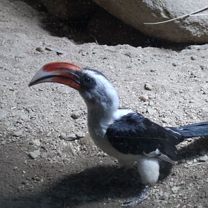 Von der Decken's Hornbill