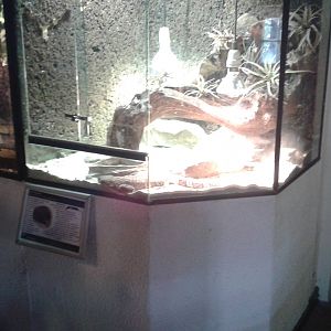 enclosure Beaded lizards