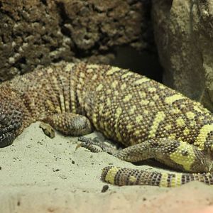 Beaded lizard