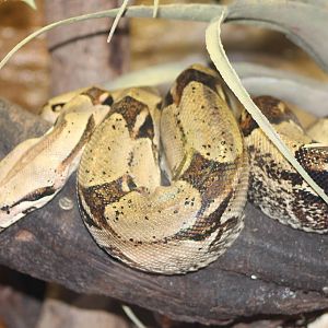 Boa constrictor