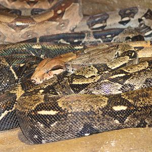 Group of Boa constrictor´s