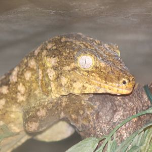 Rhacodactylus - gecko