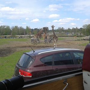 view from inside the safari-bus