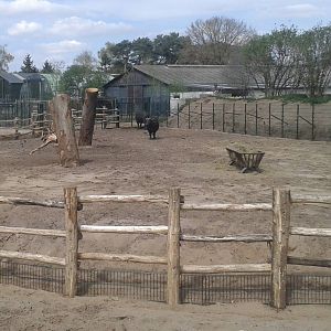 Cape buffalo enclosure