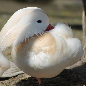 White Mandarin duck male