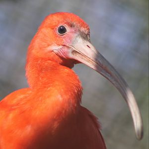 Scarlet ibis