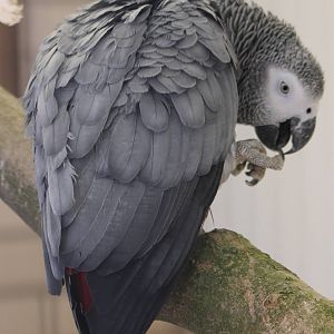 African grey parrot