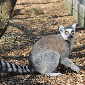 Ring-tailed lemur