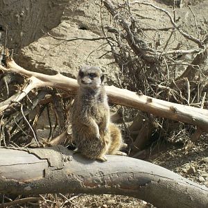 Newly arrived meerkat