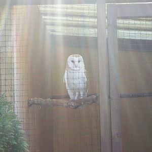 Jasper the barn owl
