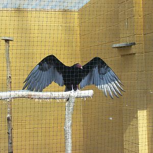 Displaying turkey vulture