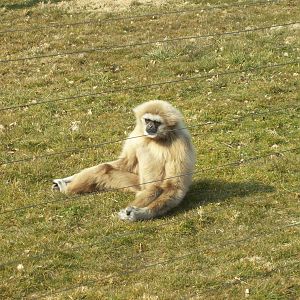 Brian, Oldest lar gibbon in Europe